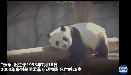 美国爆料熊猫乐乐视频,萌态可掬引网友热议